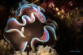   Thrilled frilled nudibranch  
